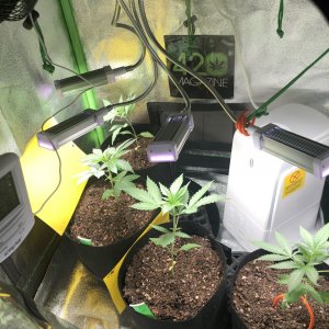 Hapoy Little Grow Tent