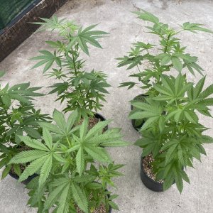 420 Magazine GSC Comparative Grow