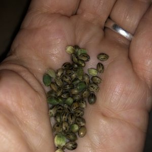 Purple Haze Seeds