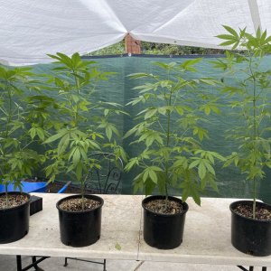 Weed Seeds Express Girl Scout Cookies by Dean's Greens Nevada City