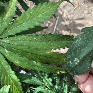 Spider mites?