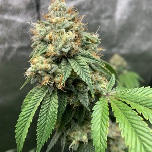 Week 7 Bud 1.JPEG