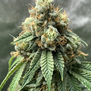 Week 7 Bud 8.JPEG