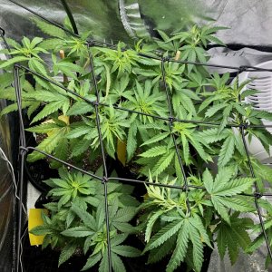 GSC Day 47 - 37 Veg