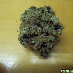 Jack Herer