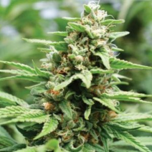 apricot-papaya-feminized-seeds-humboldt-hanf.jpg