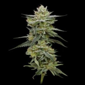 jelly-rancher-feminized-weedseeds-humboldt.jpg