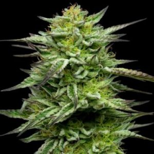 mountaintop-mint-hanfsamen-feminized-cannabis.jpg