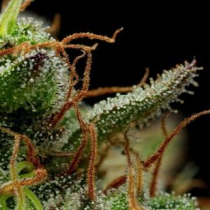 strawberry-cheesecake-hanfsamen-humboldt-seeds.jpg