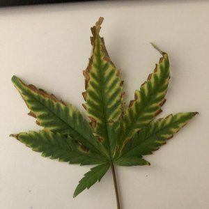 Potassium Deficiency?