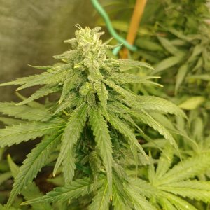 DJ Short Blueberry pheno 1 (2).jpg