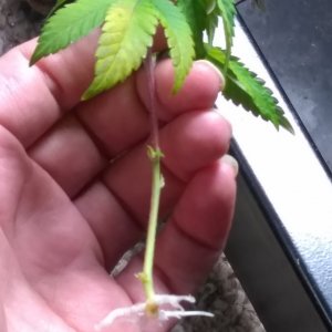 GG4 roots