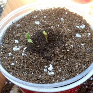 20210717_110442 JH sprouts.jpg