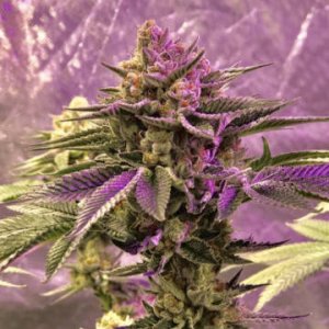 time-bandit-bodhiseeds-hanfsamen-cannabisseeds.jpg