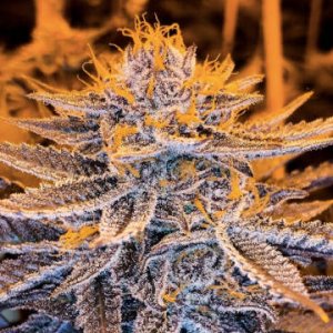 lavender-aura-bodhiseeds-for-sale-cannapot-seedshop.jpg