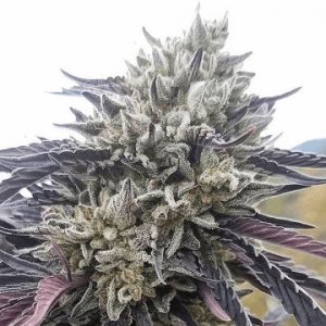 field-trip-bodhiseeds-hanfsamen-weedseeds-dope.jpg