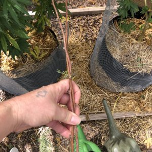 Homemade branch spreaders