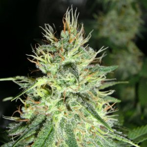 CherryBomb Bomb seed