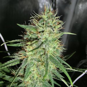 CherryBomb Bomb seed