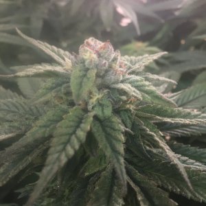 Chemdog91, day 42