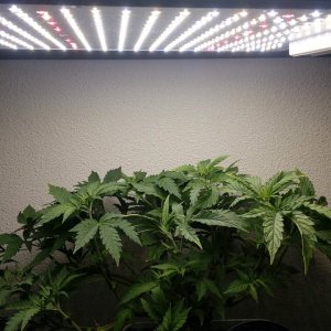 ViparSpectra-XS1000 LED Grow Light.jpg