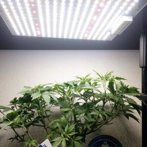 ViparSpectra-XS1000 LED Grow Light.jpg