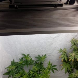 ViparSpectra-XS1000 LED Grow Light.jpg