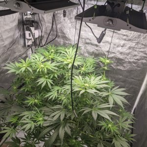 ViparSpectra-XS1500 LED Grow Light.jpg