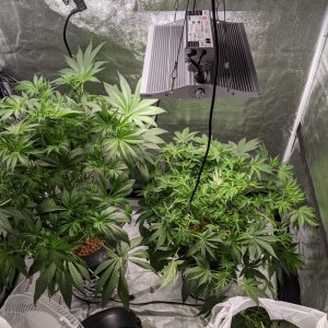 ViparSpectra-XS1500 LED Grow Light.jpg