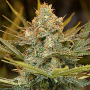 three-blue-kings-hanfsamen-humboldt-weedseeds-seedshop.jpg