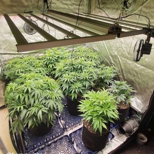 medicgrow-fold-8-grow-hempwithgg-4.jpg