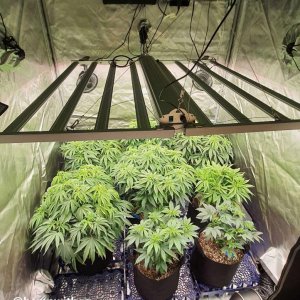 medicgrow-fold-8-grow-hempwithgg-7.jpg