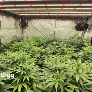 medicgrow-fold-8-grow-hempwithgg-9.jpg