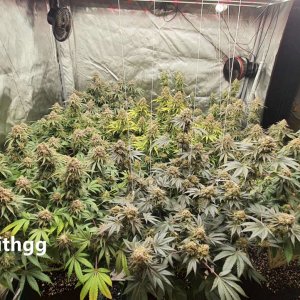 medicgrow-fold-8-grow-hempwithgg-17.jpg