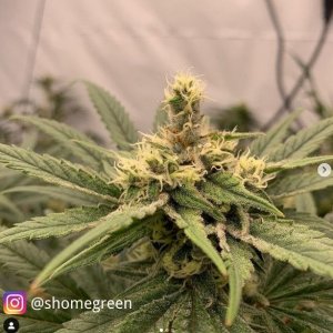 medicgrow-fold-8-light-shomegreen.jpg