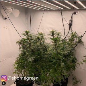 medicgrow-fold-8-shomegreen.jpg