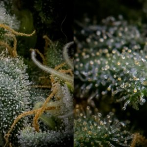 Trichomes.jpg