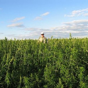 20100420-industrial-hemp-field