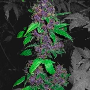 first weed plant edit haha... belive its purple kush :D