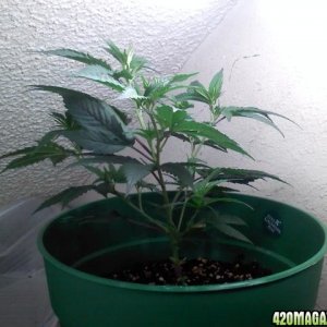 2nd grow