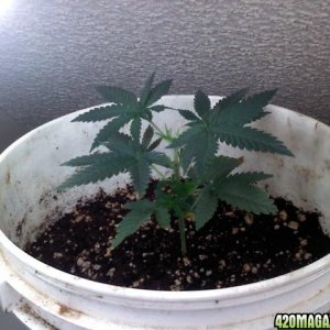 2nd grow