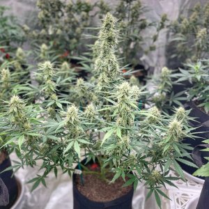 Mephisto Genetics