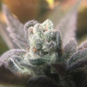 GSC #1 lower