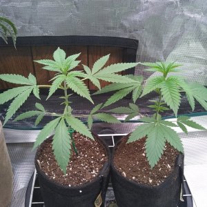 Bubba Kush (l) Chemdawg (r)