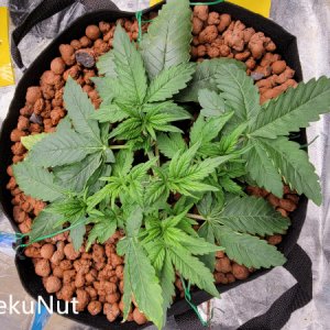 medic-grow-ez-8-review-Sky_Nuggets_aug13.jpg