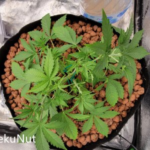 medic-grow-ez-8-review-Skycdlc_aug5.jpg