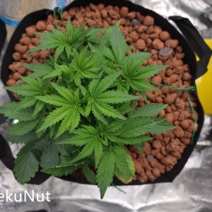 medic-grow-ez-8-review-Skynuhgets_aug_17.jpg