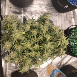 medic-grow-ez-8-review-Dg_Sept_22.jpg