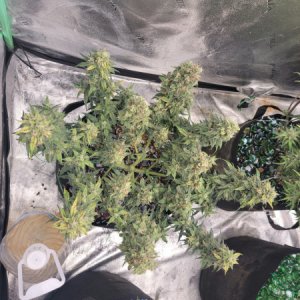 medic-grow-ez-8-review-Soh_Sept_22.jpg