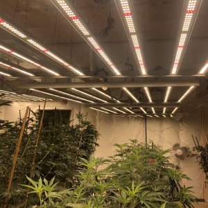 FC 6500 LED - Mars Hydro.jpg